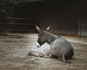 osel, zvíře, zoo, hospodařit, mezek, Příroda, mexická, koňovití, hospodářského zvířete, domácí zvíře, hospodářských zvířat