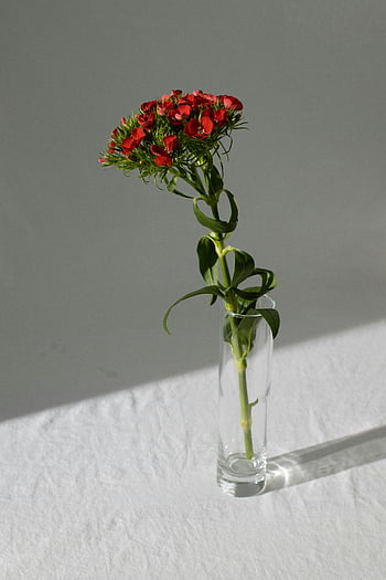 赤い花、 ガラス花瓶、 白い面、 ミニマリストデザイン、 咲く花、 テーブルデコレーション、 繊細な花、 シャドウキャスト、 ミニマリストのガラス花瓶、 一輪の花、 フラワーアレンジメント