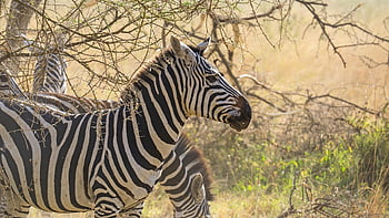 zebra, dyr, safari, dyreliv, natur, ødemark, Afrika, tanzania, Serengeti