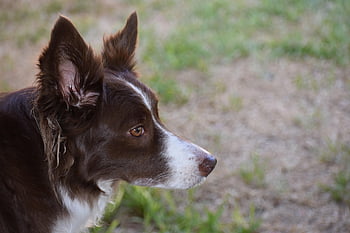 border Collie, hund, dyr, collie, pattedyr, kæledyr, hunde, nuttet, natur, udendørs, portræt
