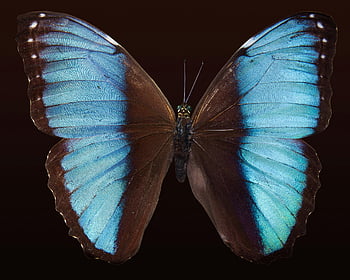 blå morpho butterfly, levende blå vinger, Nærbildebilde, mørk bakgrunn, sommerfuglfotografi, naturfotografering, insektfotografering, blå sommerfugl, morpho butterfly, dyreliv fotografering, makrofotografering