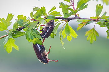 Maybug, chroust, smět, brouk, hmyz, Chyba, zblízka, jaro, Příroda, větev, zvíře