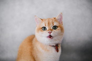 口を開けた猫、 ふわふわジンジャー猫、 遊び心のある猫の表情、 魅力的な猫の肖像画、 オレンジ色の猫の写真、 猫の口が開いています、 かわいい猫の画像、 ふわふわの猫の写真、 遊び心のある猫の顔、 遊び心のある表情の猫、 口を開けた猫の写真