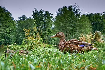 ducks, wild Duck, bird, waterfowl, plumage, nature, meadow, pond, low Angle Shot