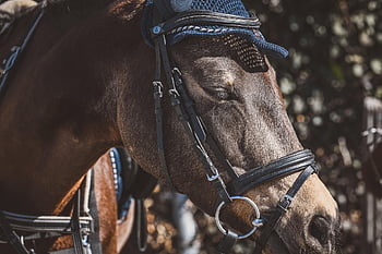 horse, pony, nature, bridle, snaffle, horse Riding, animal