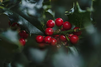holly, ilex, red Berries, berry, nature, fruit, plant, christmas, advent