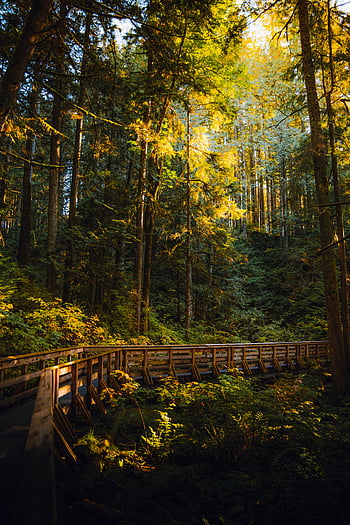 en path, forest, serene scene, sunlit walkway, tall trees, nature, outdoor, landscape, greenery, tranquility, bridge