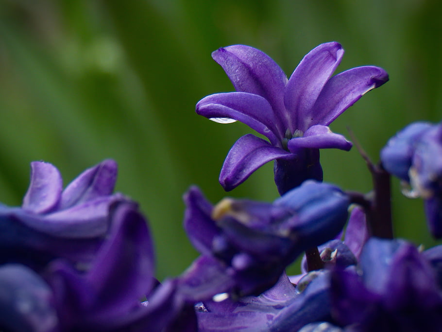 macro, pluie, fleurs, gouttelette, jardin, printemps, Floraison, fleur, la nature, en plein air, les plantes