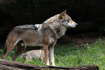 lupo, animale, natura, predatore, mammifero, selvaggio, cacciatore, carnivoro