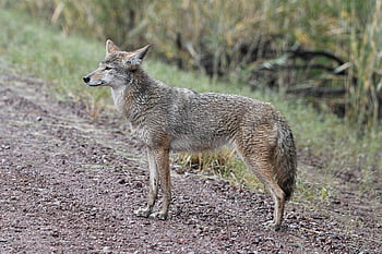 coyote, wildlife, nature, animal, wild, canine, bosque Del Apache, park, outdoors, mammal, outdoor