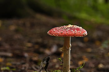 myrkkysieni, metsäpohja, Varo myrkyllistä, pudota, metsä, luonto