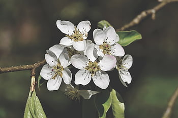pear Blossom, pear Tree, pear Tree Blossom, blossom, bloom, white, fruit Tree Blossoming, fruit Tree, flowering Branch