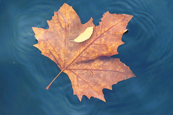 leaf, foliage, water, maple, tree, fall, swim, flow