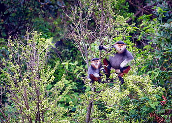 douc, monkeys, tree, red-shanked Douc Langurs, animals, mammals, primate, wildlife, fauna, wilderness, forest