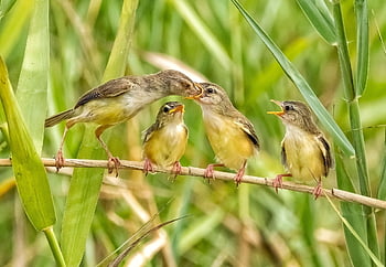 birds, perched, feeding, animals, feathers, plumage, beak, bill, bird Watching, ornithology, animal World