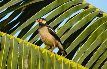 bird, pied Myna, starling, asian Pied Starling, gracupica Contra, fauna, wildlife, india