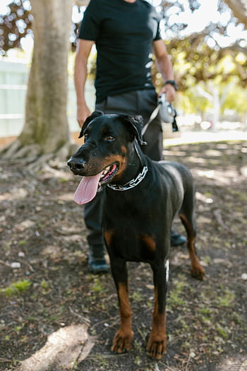 Doberman Pinscher, black and brown, standing, leash, person, park setting, soil, outdoor, chain collar, dog, pet