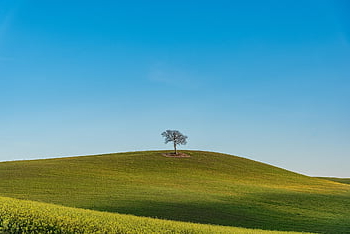 nature, field, barley, farming, afternoon, sky, horizon, wildflowers, tuscany, italy, blue Sky