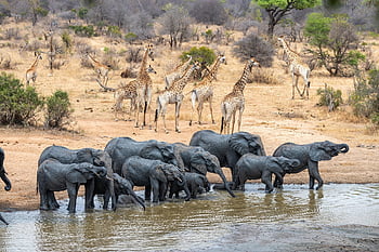 Afrika, safari, divočina, Příroda, žirafa, slon, pachyderm, vodní díra, napít se