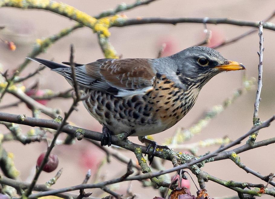 redwing, fieldfare, migratory Bird, thrush, perched, bird, tree