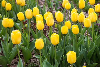 tulipány, žluté tulipány, žluté květy, květiny, rostlin, zahrada, park, květinový, Příroda