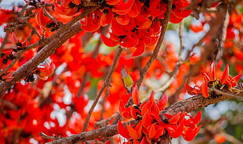 bird, scared Tree, nature, wildlife, spring, ornithology, species, fauna, avian, animal, floral