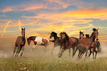 landscape, horses, darling, clouds, field, nature, pasture, wild, herb