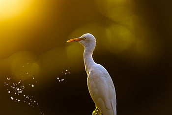 egret, bird, perched, animal, feathers, plumage, beak, bill, bird Watching, ornithology, animal World
