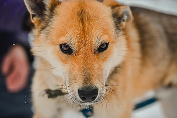犬、 若い、 子犬、 犬歯、 自然、 国内の、 コンパニオン、 ペット、 雪、 天気、 雪の結晶