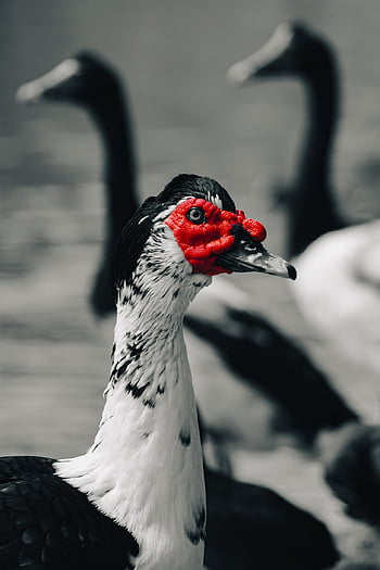 kachna, pták, peří, ptačí, zvíře, Příroda, Černý a bílý, selektivní barva, Červené