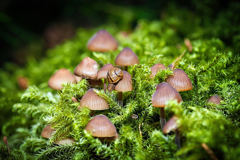 mushroom, nature, moss, forest, plant, schnecke, animal