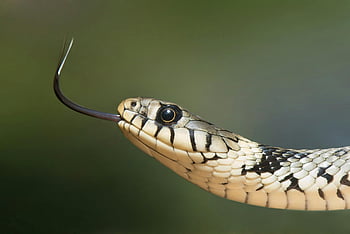 snake, macro photography, close-up, forked tongue, detailed scales, grass snake, white and black, reptile, wildlife, nature, animal