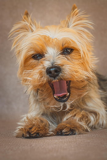 yorkshire Terrier, dog, pet, yorkie, animal, domestic Dog, cute, domestic Animal, canine, nature, small Dog