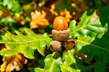 acorn, nut, branch, fruit, oaknut, oak, leaves, tree, plant, nature, closeup