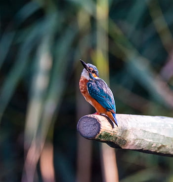 bird, kingfisher, wildlife, beak, fisher, nature, wild, outdoors, animal, branch