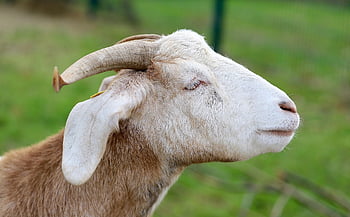 keçi, doğa, boynuzları, Keçi kafası, Çiftlik hayvanı, memeli, fauna, boynuzlu, hayvan