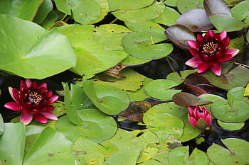 zen, water Lilly, lotus, meditation, pond, nature, flower, garden, water, flower Wallpaper, flower Background