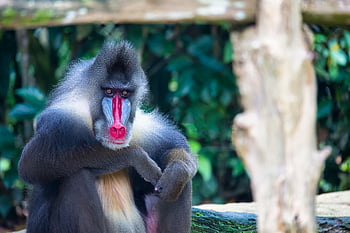 mandrill, opice, Příroda, zvíře, primát, zoo, savec, druh, prezident