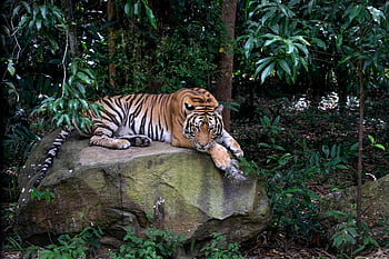 bengálský tygr, Tiger leží na skále, svěží džungle, okamžik divoké zvěře, Majestátní tygr, odpočívající tygr, Nastavení džungle, tygr na skále, Tiger v přírodě, fotografování divoké zvěře, Tiger Habitat