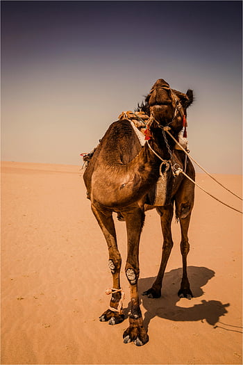 camel, standing, sand, desert, bright sunlight, majestic, vast desert, sands, camel in desert, desert sands, sunlight
