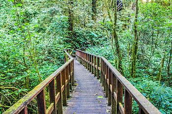 Brown wooden bridge, green forest, nature themes, scenic bridge, vibrant green, forest path, outdoor photography, natural scenery, wooden walkway, forest trail, eco-friendly path