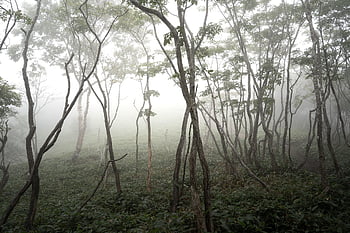 fog, trees, forest, nature, woods, mist