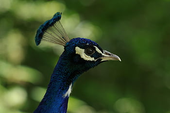 bird, peacock, blue Peacock, pavo Cristatus, beak, feathers, plumage, ornamental Bird, fauna, nature, animal