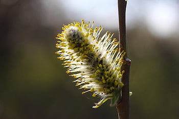 nature, plants, base, willow, twigs, closeup, macro Photography, stamens, spring