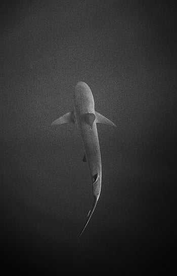鮫、 水泳、 ダークウォーター、 グレースケール画像、 深海、 なめらかな形、 水中写真、 海上生活、 海の生き物、 黒と白、 水生捕食者