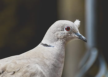 krůtí holub, pták, peří, holubice, Příroda, zvíře, volně žijících živočichů, flugtier, zahrada