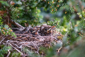 bird, chick, songbird, blackbird, plumage, beak, wildlife, ornithology, bird Watching, bird Nest, nest