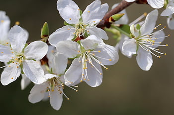plum, plum Tree, prunus Domestica, nature, blossom, white, branch, flowering Branch, petals, stamens, spring