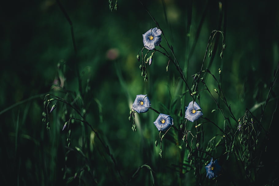 flower, flax, bloom, blossom, field, linum Usitatissimum, wild Plant, flora, nature