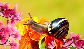 wstężyk Huntsman, molluscum, flower, flower Background, the Tagetes, drops, rain, wet, animals, nature, flower Wallpaper